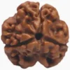 3 Mukhi Rudraksha