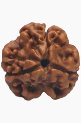 3 Mukhi Rudraksha