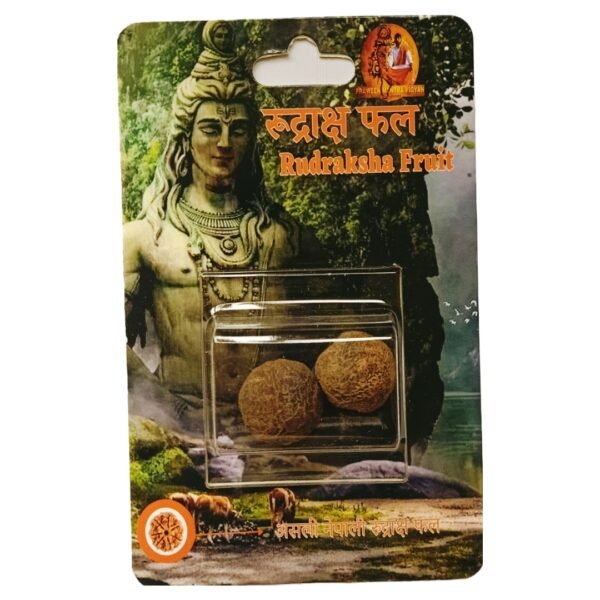 rudraksha fruit